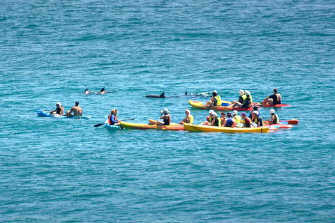 The Byron Bay Sea Kayak Tour - Goulburn Accommodation 1
