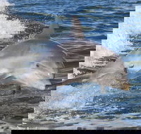 Noosa Oceanrider Scenic Dolphin Safari - Goulburn Accommodation