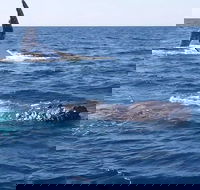 Noosa Whale Watching - Goulburn Accommodation