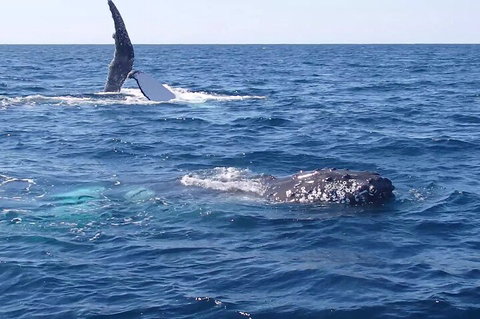 Noosa Whale Watching - Goulburn Accommodation 0