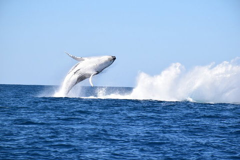 Noosa Whale Watching - Goulburn Accommodation 1