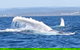 Noosa Whale Watching - thumb 5