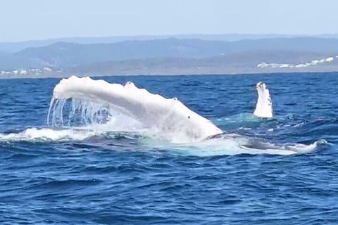 Noosa Whale Watching - Goulburn Accommodation 5