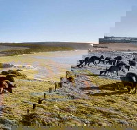 Kangaroo Island Personal Group Tours - Goulburn Accommodation