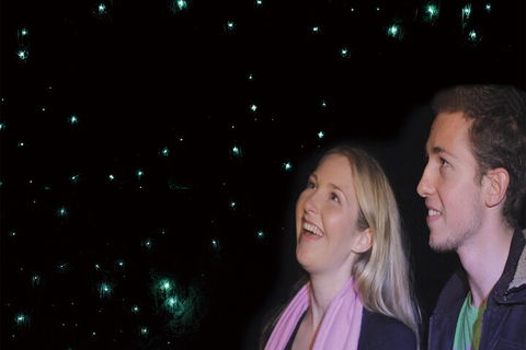 Natural Bridge Glow Worm Night Tour From Gold Coast - Goulburn Accommodation 3