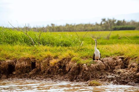Darwin City Sights And Jumping Crocodile Cruise - Goulburn Accommodation 2
