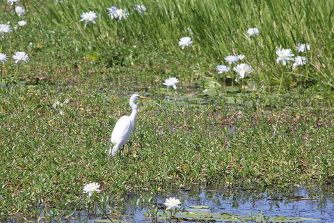 Darwin City Sights And Jumping Crocodile Cruise - Goulburn Accommodation 4