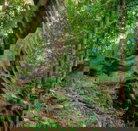 Private Daintree Mossman Gorge Exclusive Nature and Wildlife Focus - Goulburn Accommodation