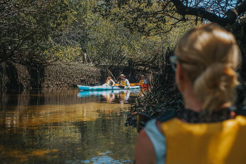 Kayak Tour In Adelaide Dolphin Sanctuary - Goulburn Accommodation 0