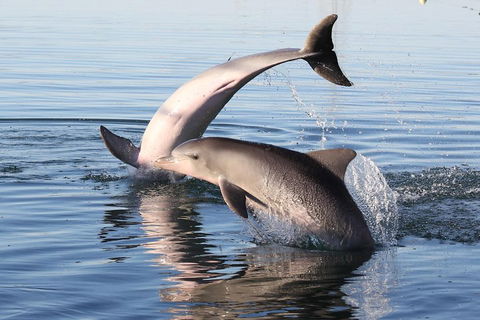 Kayak Tour In Adelaide Dolphin Sanctuary - Goulburn Accommodation 5