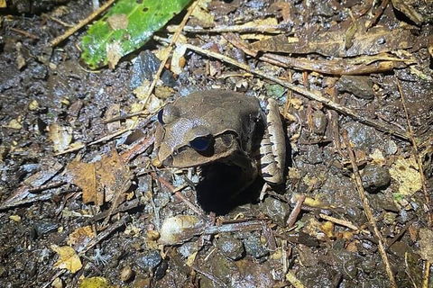 Evening Rainforest & Glow Worm Experience - Goulburn Accommodation 1
