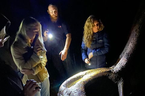 Evening Rainforest & Glow Worm Experience - Goulburn Accommodation 2