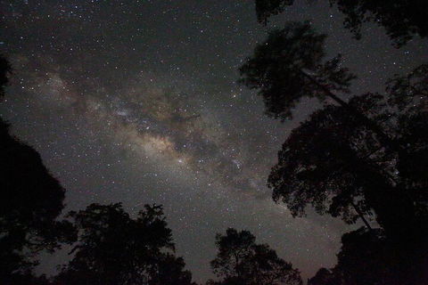 Evening Rainforest & Glow Worm Experience - Goulburn Accommodation 4