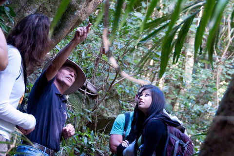 Natural Bridge & Springbrook Waterfalls Tour - Goulburn Accommodation 4