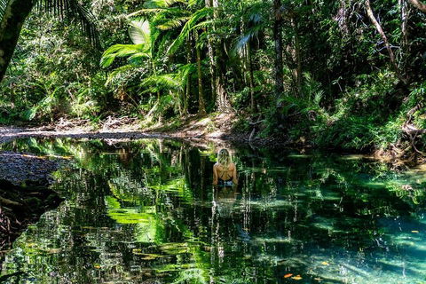 Daintree And Cape Tribulation Full Day Guided Tour - Goulburn Accommodation 1