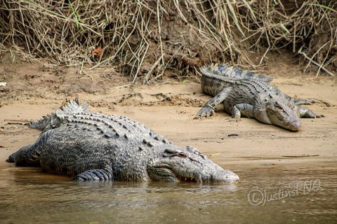 Daintree And Cape Tribulation Full Day Guided Tour - Goulburn Accommodation 3