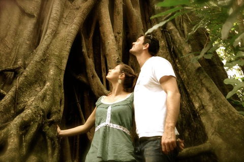 Daintree And Cape Tribulation Full Day Guided Tour - Goulburn Accommodation 5