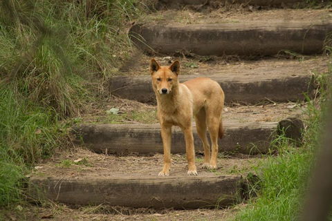 Blue Mountains Small-Group Insider Tour From Sydney - Goulburn Accommodation 3
