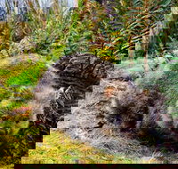 Cradle Mountain National Park Day Tour from Launceston - Goulburn Accommodation