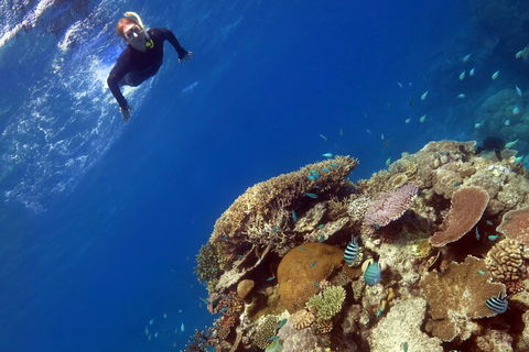 Silverswift Outer Great Barrier Reef Dive And Snorkel Cruise From Cairns - Goulburn Accommodation 3
