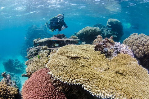 Silverswift Outer Great Barrier Reef Dive And Snorkel Cruise From Cairns - Goulburn Accommodation 5