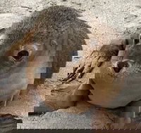 Kangaroo Island Scenic Trail Tour - Goulburn Accommodation