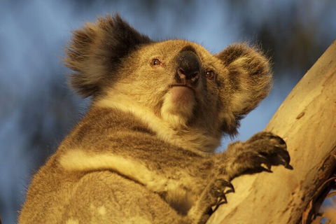 After Hours Electric Fatbike Tour In Kangaroo Island - Goulburn Accommodation 2