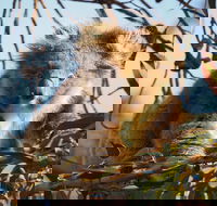 2-Hour Koala Walking Tour in Kangaroo Island - Goulburn Accommodation