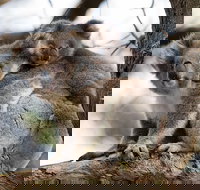 Great Ocean Road Sunset Tour from Melbourne - Goulburn Accommodation