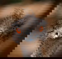 Currumbin Wildlife Sanctuary General Entry Ticket - Goulburn Accommodation