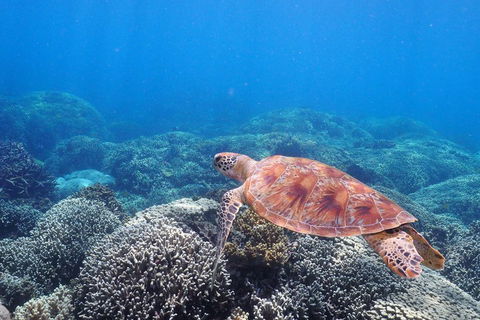 Calypso Outer Great Barrier Reef Cruise From Port Douglas - Goulburn Accommodation 2