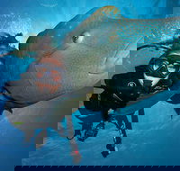 Great Barrier Reef Snorkeling and Diving Cruise from Cairns - Goulburn Accommodation