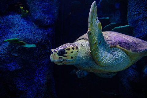 Sydney Attractions Pass: SEA LIFE Aquarium, Sydney Tower Eye, WILD LIFE Zoo And Madame Tussauds - Goulburn Accommodation 1