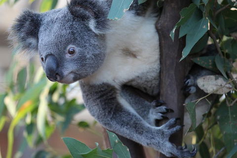 Sydney Attractions Pass: SEA LIFE Aquarium, Sydney Tower Eye, WILD LIFE Zoo And Madame Tussauds - Goulburn Accommodation 2