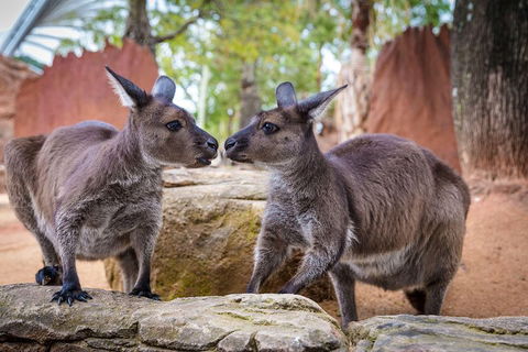 Sydney Attractions Pass: SEA LIFE Aquarium, Sydney Tower Eye, WILD LIFE Zoo And Madame Tussauds - Goulburn Accommodation 5