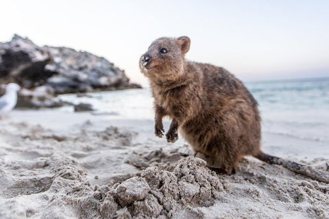 Rottnest Island All-Inclusive Grand Island Tour From Fremantle - Goulburn Accommodation 2