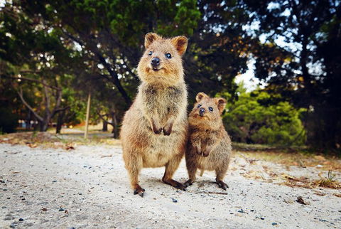 Rottnest Island All-Inclusive Grand Island Tour From Fremantle - Goulburn Accommodation 5