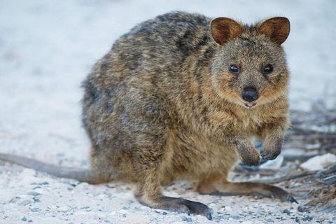 Perth To Rottnest Island Roundtrip Ferry Ticket - Goulburn Accommodation 3