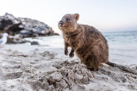 Perth To Rottnest Island Roundtrip Ferry Ticket - Goulburn Accommodation 5