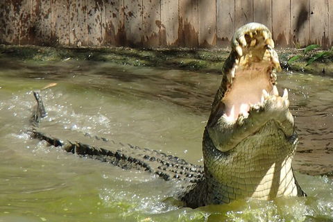 Hartley's Crocodile Adventures Day Trip From Palm Cove - Goulburn Accommodation 3
