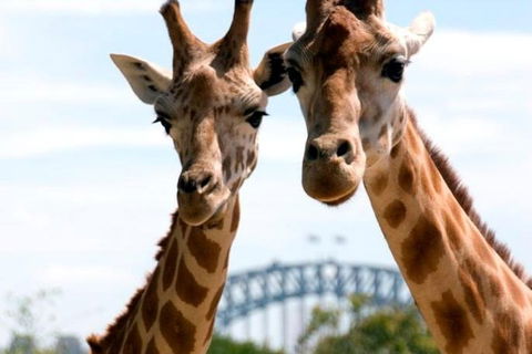 Sydney Harbour Ferry With Taronga Zoo Entry Ticket - Goulburn Accommodation 1