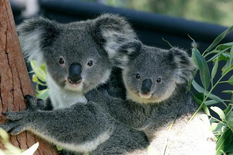 Sydney Harbour Ferry With Taronga Zoo Entry Ticket - Goulburn Accommodation 3