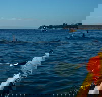 Mornington Peninsula Kayak Coastline Tour of Dolphin Sanctuary - Goulburn Accommodation