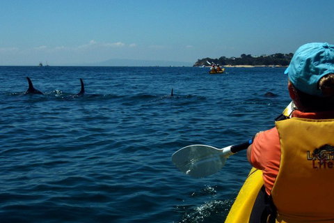 Mornington Peninsula Kayak Coastline Tour Of Dolphin Sanctuary - Goulburn Accommodation 0