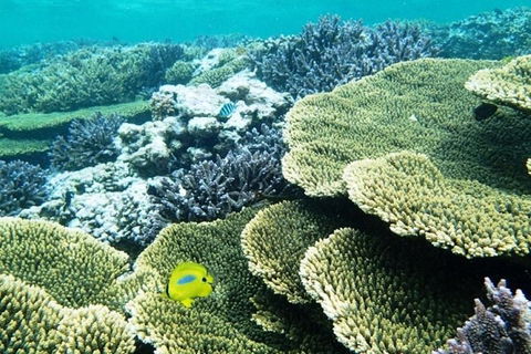 Abrolhos Islands Scenic Flight & Snorkel Adventure From Perth - Goulburn Accommodation 4