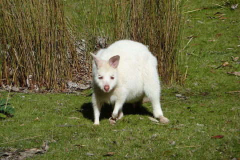 7-Day Super Value Tour Of Tasmania: Explore Tasmania's West And East Coasts - Goulburn Accommodation 1