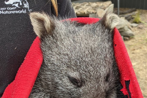 2-Day Tas East Coast Escape Tour Including Bay Of Fires, Wineglass Bay & Devils - Goulburn Accommodation 3