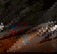 Alice Springs Desert Park Nocturnal Tour - Goulburn Accommodation