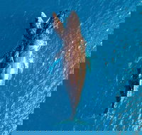 Buccaneer Explorer - Goulburn Accommodation