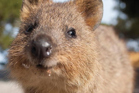 Seaplane Flights Perth To Rottnest Island And Return - Goulburn Accommodation 2